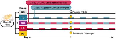 Combination of autochthonous Lactobacillus strains and trans-Cinnamaldehyde in water reduces Salmonella Heidelberg in turkey poults